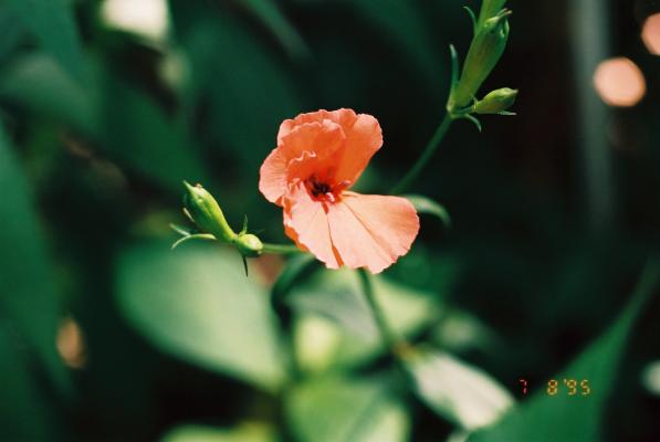 フシグロセンノウの橙色の花/癒し憩い画像データベース