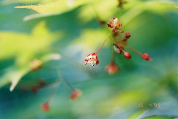 モミジの可憐な花 癒し憩い画像データベース