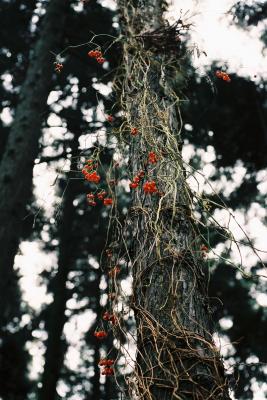 幹に這う秋のマルバノホロシと赤い実