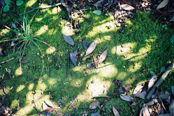 シイの実が散らばり、こもれびを浴びる苔の庭