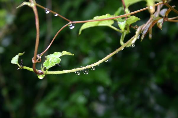 梅雨の雨だれを滴らせるヤブガラシの蔓