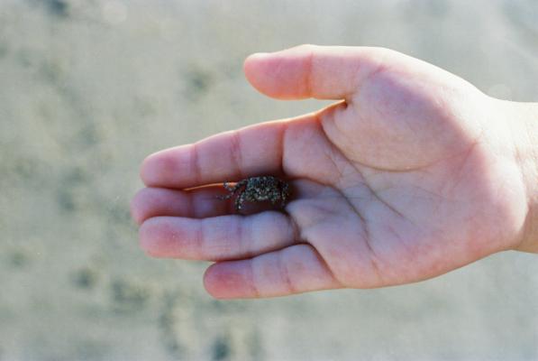 子供の手のひらに乗った小さな海辺の蟹