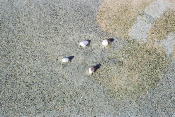 海辺の砂に潜ろうとする貝たち