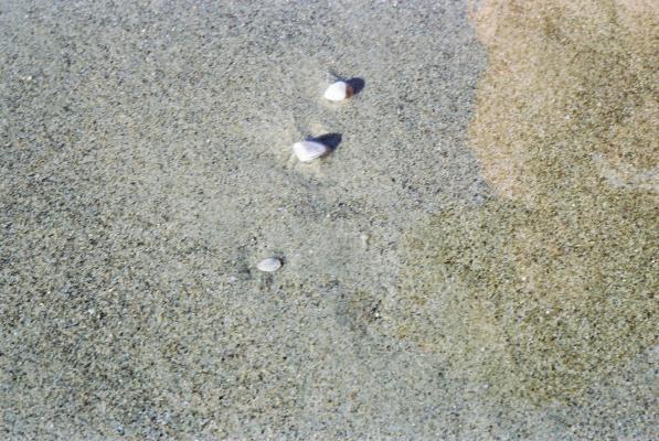 海辺の砂に潜る貝たち