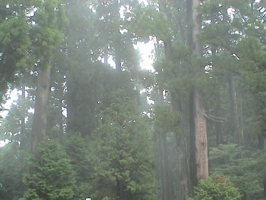 朝霧が流れる森林