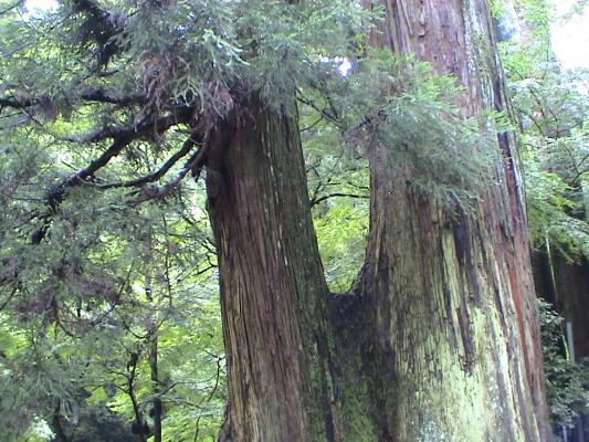 最乗寺のひとつになった杉の巨木
