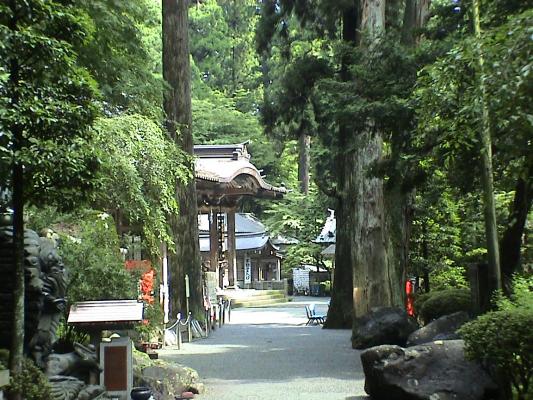 巨木の間から望む寺院