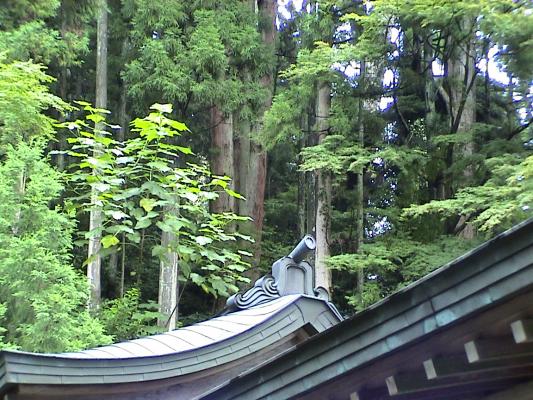 老杉の巨木と銅葺きの重なる屋根
