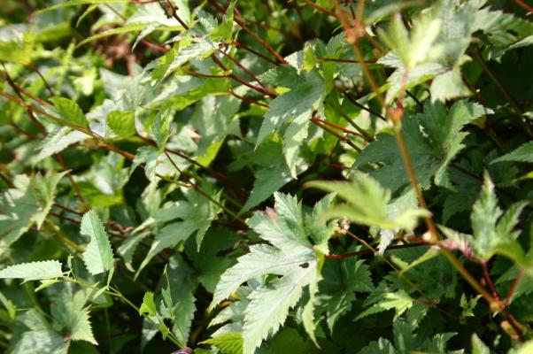 シモツケソウの葉/癒し憩い画像データベース