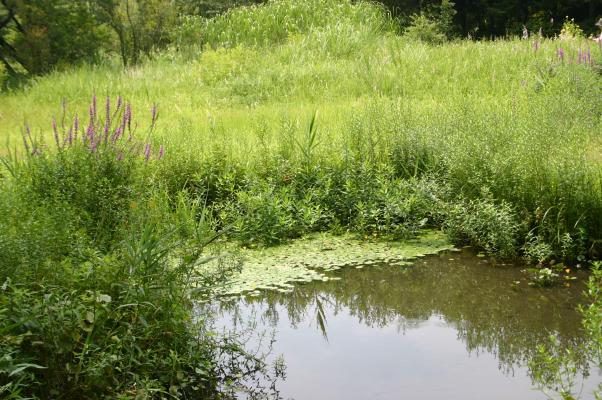 夏の湿原/癒し憩い画像データベース