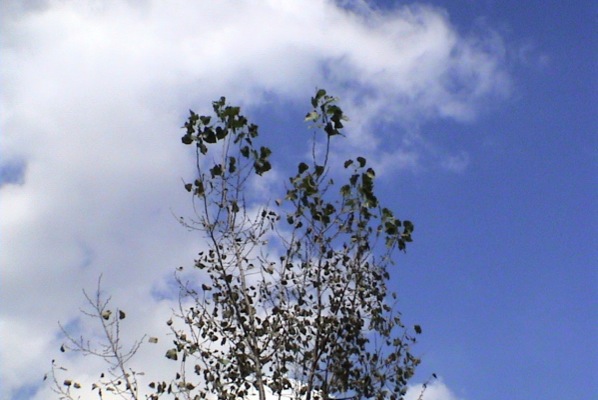 青空にのびるポプラの木