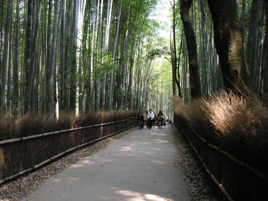 京都、嵯峨野の竹林の中を通る道