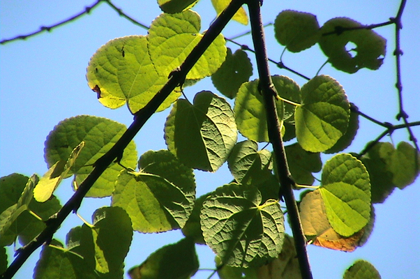 丸いカツラの葉 癒し憩い画像データベース