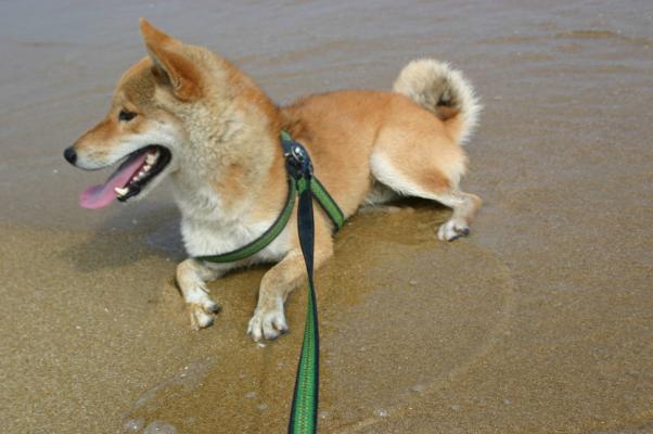 海岸の水で身体を冷やす犬 癒し憩い画像データベース