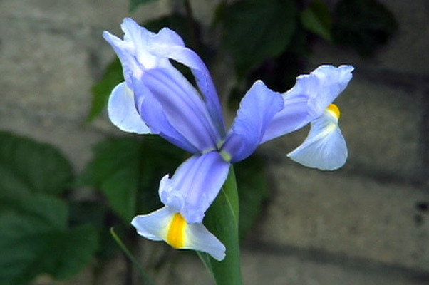 青色や青紫色に染まる春の花 その２ 癒し憩い画像データベース テーマ別おすすめ画像