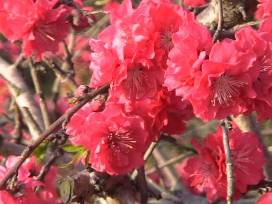 春に咲く赤や朱色の 木の花 癒し憩い画像データベース テーマ別おすすめ画像