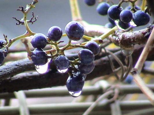 野葡萄から滴る水滴