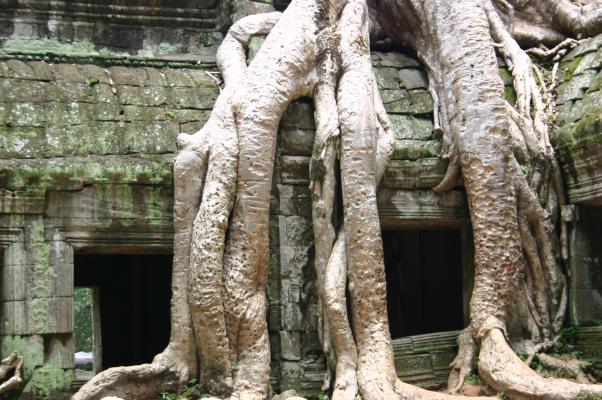 熱帯雨林の木に覆われる廃墟の寺院 癒し憩い画像データベース