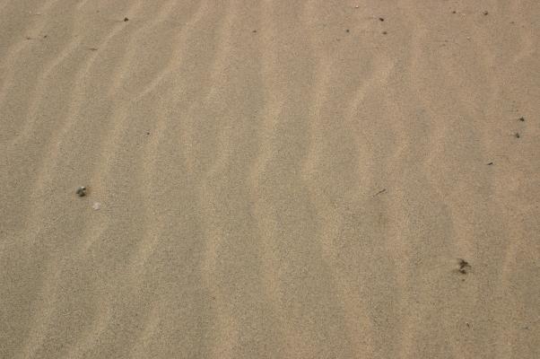 鳥取砂丘、砂の風紋