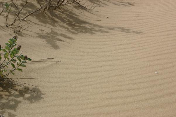 鳥取砂丘の風紋とハマゴウの影