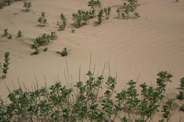砂丘で根を伸ばすハマゴウ