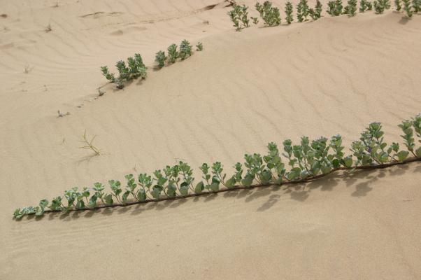砂丘で根を伸ばし育ってゆくハマゴウ