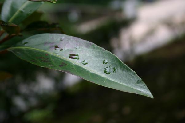 雨滴とサンゴジュの葉/癒し憩い画像データベース