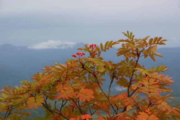 高山帯のウラジロナナカマド、紅葉と赤い実
