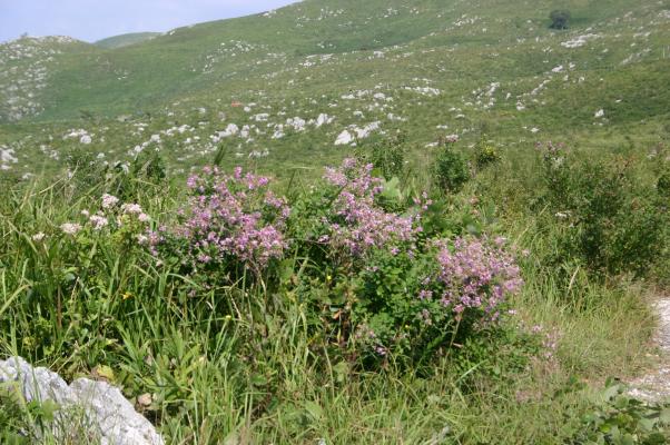 カルスト台地の草原に咲くハギ