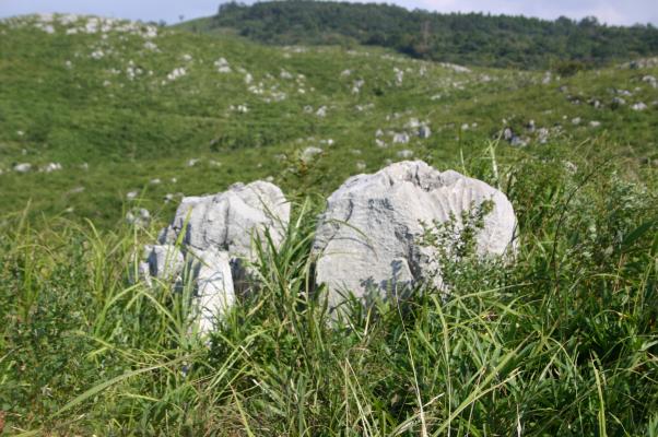 カルスト台地に散在する白い石灰岩柱（ラピエ）