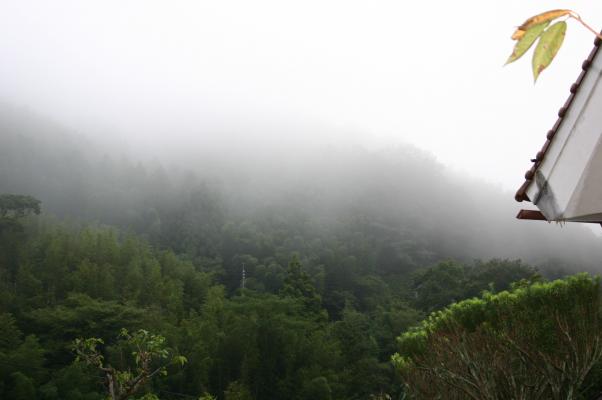 朝霧が立ちこめる山陰の森