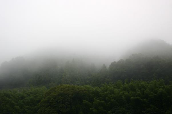 朝霧に包まれた山と森