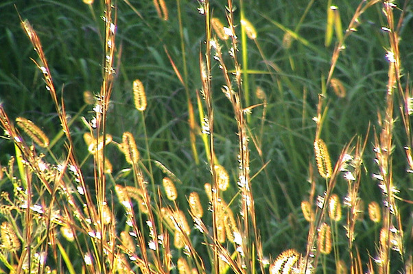 朝日をあびて輝く野草たち/癒し憩い画像データベース