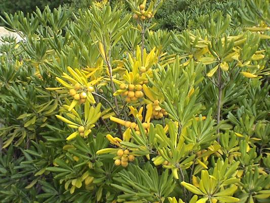 トベラの黄葉した葉と黄色い実 癒し憩い画像データベース