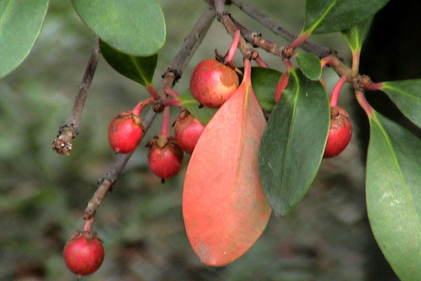 秋のモッコク「紅葉と赤い実」/癒し憩い画像データベース