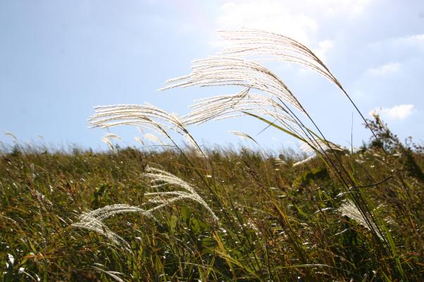 秋のカルスト台地で、草原の風にそよぐススキ/癒し憩い画像データベース