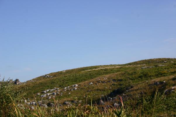 カルスト台地の丘を覆う、野草と露出する石灰岩