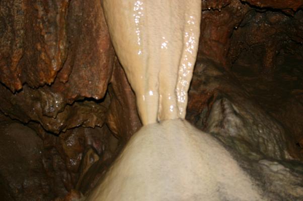 千仏鍾乳洞で合体し、濡れる鍾乳石と石筍