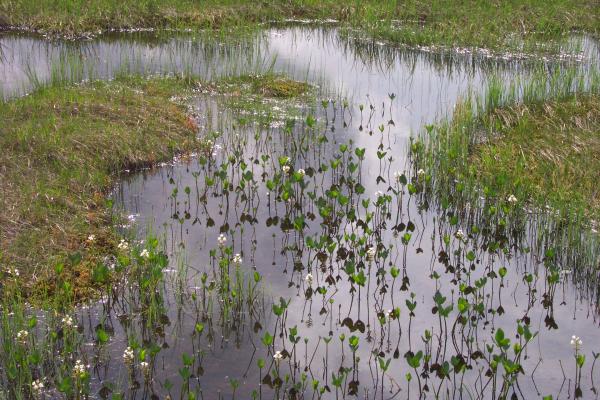 ミツガシワの育つ尾瀬ヶ原の池塘