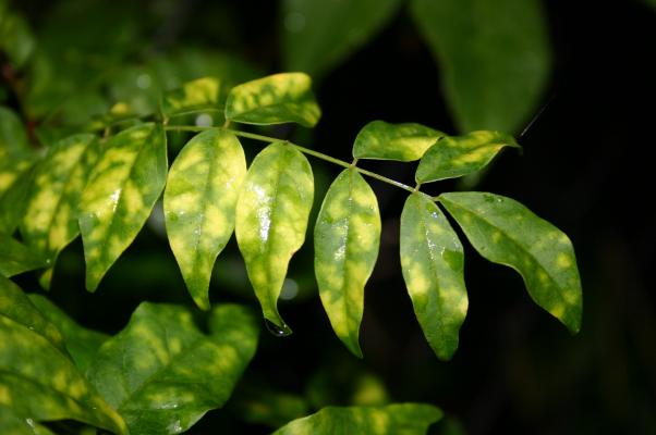 雨に濡れた夏藤の葉/癒し憩い画像データベース