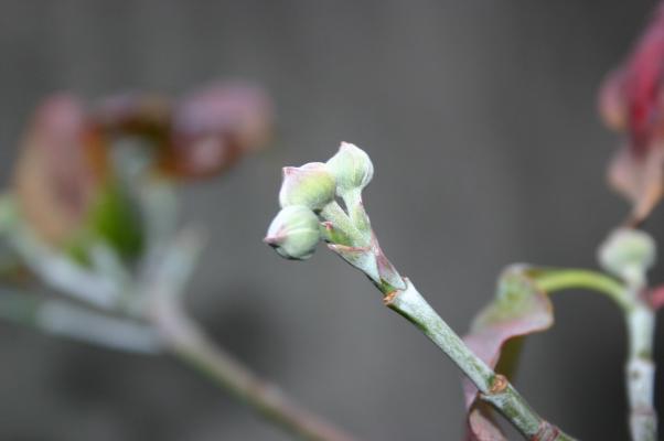 ハナミズキの花芽 癒し憩い画像データベース