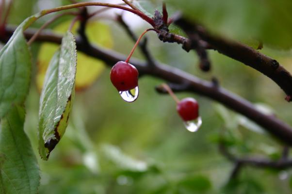 ズミの赤い実から滴る雨のしずく
