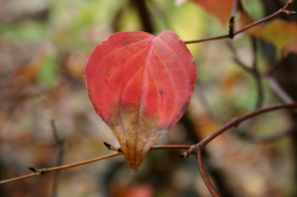 ヤマボウシの紅葉 癒し憩い画像データベース 541