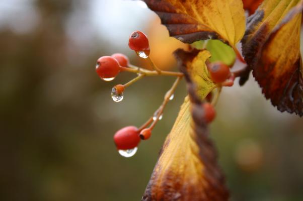 小豆梨の赤い実から落ちる雨の雫