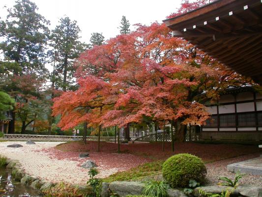 紅葉期の枯山水の寺庭と大楓/癒し憩い画像データベース