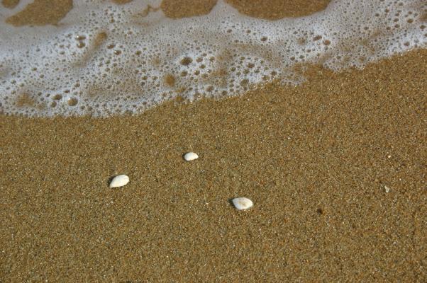波打ちぎわの貝殻と波のあと