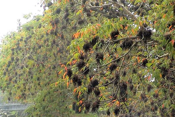 ハゼノキの葉と実の推移 癒し憩い画像データベース テーマ別おすすめ画像