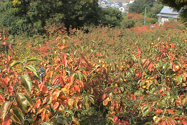 緑の葉、黄葉、紅葉が入り交じる、収穫時の柿畑