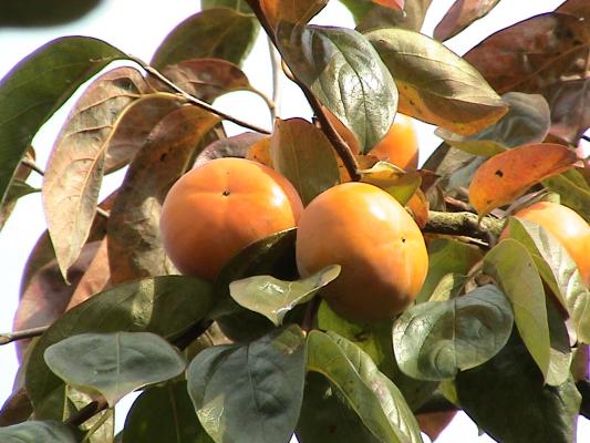 秋の陽を受けて輝く柿の実/癒し憩い画像データベース