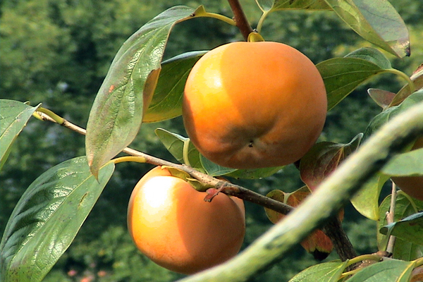 秋の陽を受けて輝く柿の実/癒し憩い画像データベース